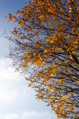 deciduous trees in the autumn season