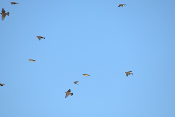 Cedar waxwings in flight