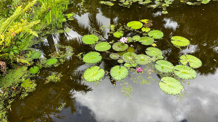 Tropical water pond with water lillies in a botanical garden