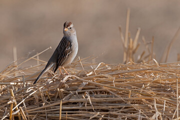 White-Crowned Sparrow Looking Curious in a Winter Field