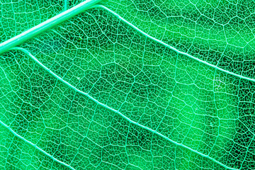 Fototapeta na wymiar Skeleton frame leaf abstract background