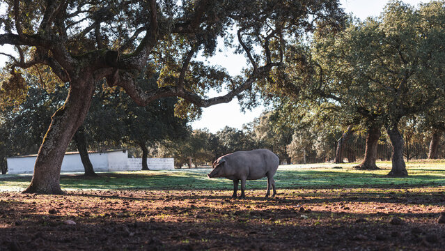Iberian pig grazing while standing under holly oak at farm