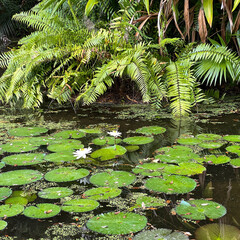 Tropical water pond with water lillies in a botanical garden