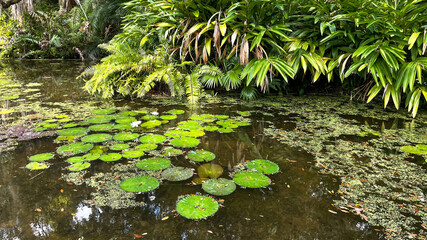Tropical water pond with water lillies in a botanical garden