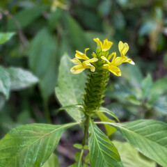 A macro view of a brigh yellow flowering  plant in a tropical botanical garden