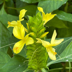 A macro view of a brigh yellow flowering  plant in a tropical botanical garden
