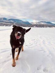 funny dog mountains and snow 