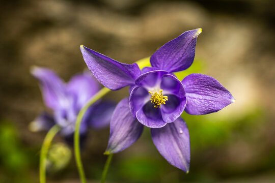 Common columbine (Aquilegia vulgaris) growing in mountain meadow