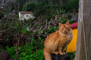 cat looking to the camera