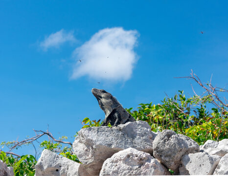 iguano on grey white rocks