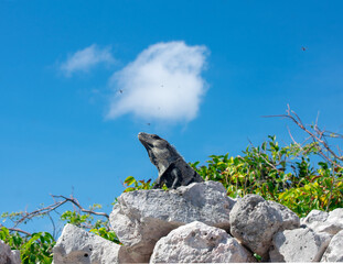 iguana taking sun