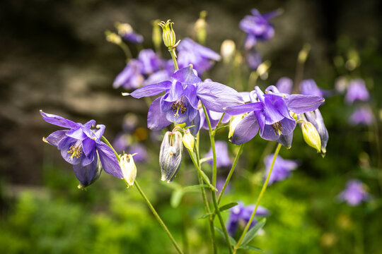 Common columbine (Aquilegia vulgaris) growing in mountain meadow