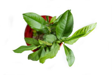 a young lemon tree in a pot, view from the top