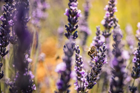 Bee on lavender flower