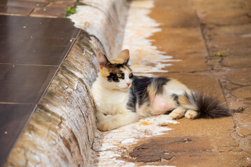 Gato abandonado em um cemitério. Gato tricolor deitado no chão ao lado da calçada.