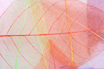 Fototapeta na wymiar Skeleton frame leaf abstract background