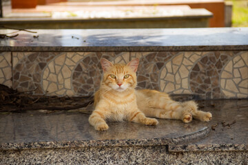 Gato abandonado em um cemitério.  Gato amarelo deitado sobre túmulo em cemitério.