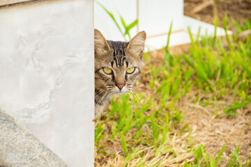 Gato abandonado em um cemitério.  Gato tigrado atrás de parede.