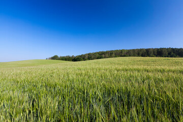 landscape of agricultural crop rye