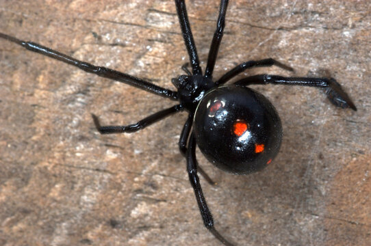 Black widow spider