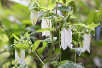 白色のホタルブクロ