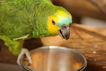 Yellow and green parrot 
