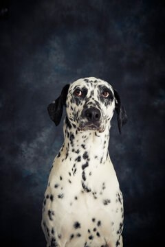 Studio Portrait Of Dalmatian Dog With Anxious Expression