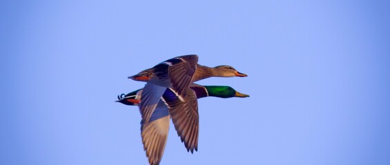 flying mallards 1