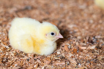 chicks of genetically improved chicken