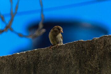 PASSARO EM CIMA DO MURO