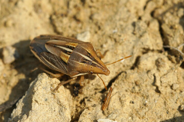 A colorful bug , Aelia kluggi, crawling on the ground