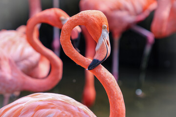 Obraz premium pink flamingos