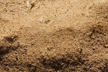 Sawdust. Wooden sawdust close-up. Macro photo - background with yellow sawdust