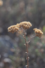 close up of dried weed