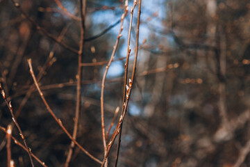 Spring branch with swelling buds