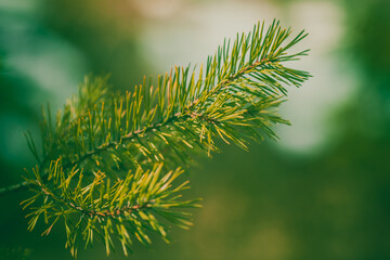 Pine branch on a green background. Beautiful concept with pine