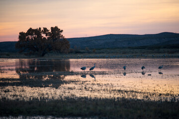 Evening at the Bosque