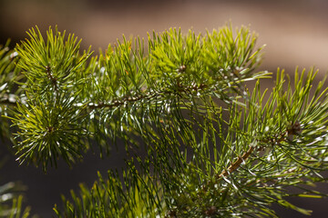 Pine branch close up. Karelian green pine