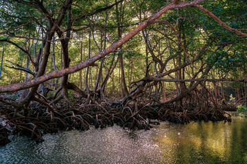 Mangroves in Los Haitises National Park, Dominican Republic.