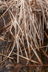 close up of reeds