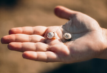 hand holding a shell