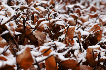 Closeup of dry leaves covered with snow