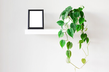 Black photo frame and indoor plant on white bookshelf. Home decoration. Place for design.