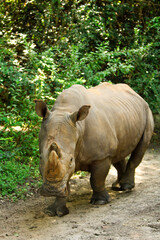 Fototapeta premium Rhino 