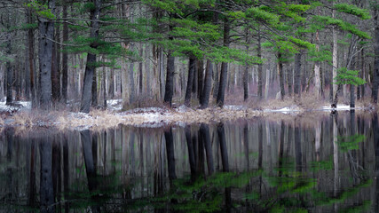 White Pine trees reflected in a river. This photo was taken where the Millers River meets the Birch Hill Dam in Royalston Massachusetts