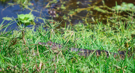 Young alligator in the grass