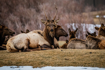 elk in the wild