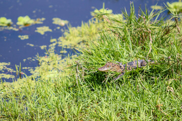 Young alligator in the grass