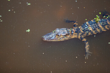 alligator in the water