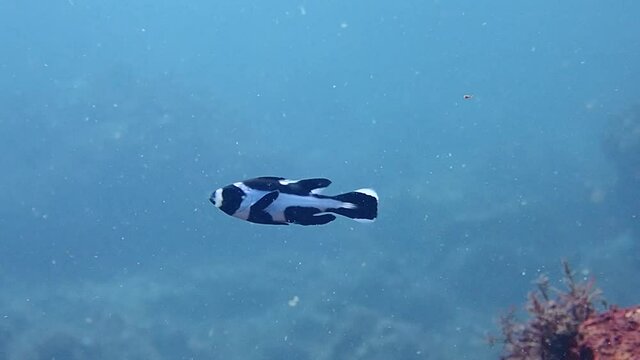 Young Black and white snapper in Izu, Japan